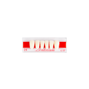 Dentorium Anteriors Lower