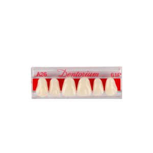 Dentorium Anteriors Upper